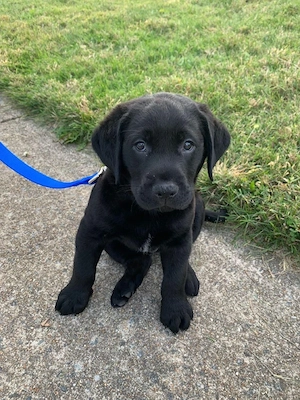 Labrador Retriver  - imagine 3