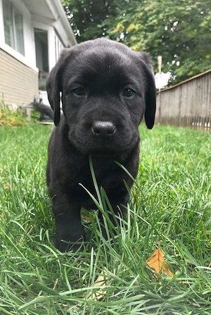 Labrador Retriver 
