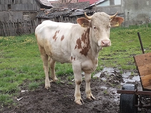 Vaca de 2 ani  - imagine 3