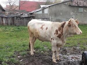 Vaca de 2 ani  - imagine 2