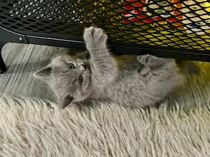 Pui de British Shorthair & Longhair