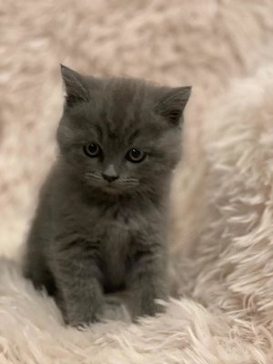 Pui de British Shorthair & Longhair - imagine 2