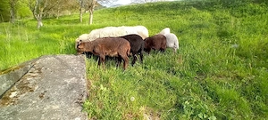 oi cu miei - imagine 3