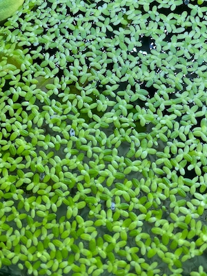 Lintiță-Lemna minor . Plante acvariu de suprafață