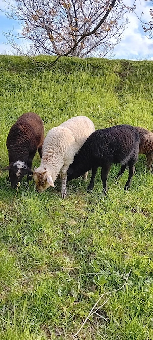 oi cu miei - imagine 4