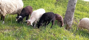 oi cu miei - imagine 2