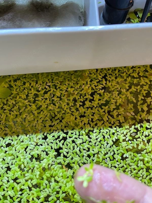 Lintiță-Lemna minor . Plante acvariu de suprafață - imagine 2