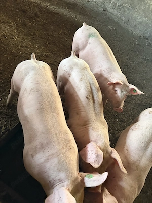 purcei rasa de carne  - imagine 2