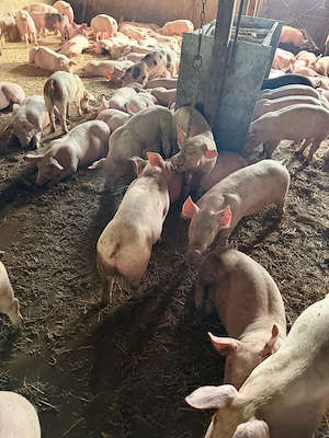 purcei rasa de carne  - imagine 3