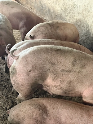 porci 100-160 de kg  - imagine 2