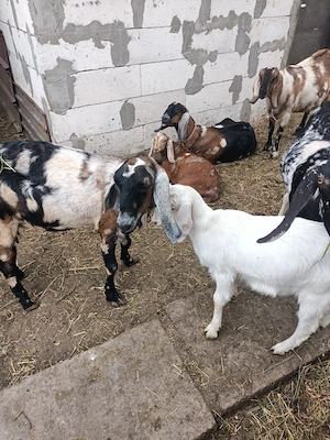 Iezi metis anglo nubieni de vanzare