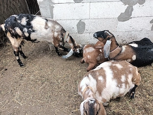 Tap anglon nubian de vanzare