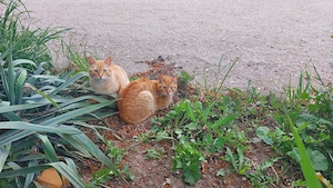 Pisici blânde și jucăușe. Portocală și Mandarina.  - imagine 2