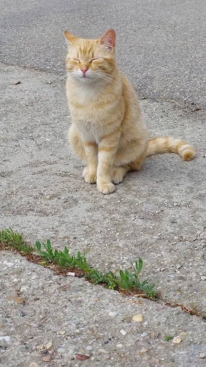 Pisici blânde și jucăușe. Portocală și Mandarina.  - imagine 4
