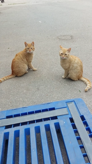 Pisici blânde și jucăușe. Portocală și Mandarina.  - imagine 5