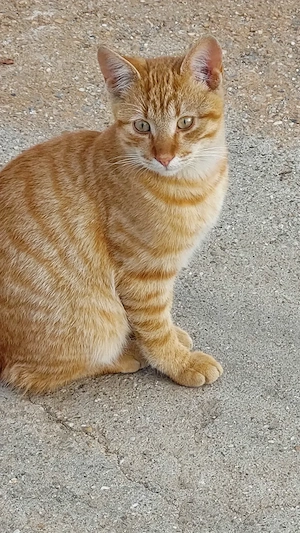 Pisici blânde și jucăușe. Portocală și Mandarina.  - imagine 3