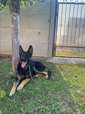 caine ciobanesc belgian 