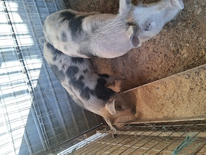 2 scrofite de vanzare  - imagine 3