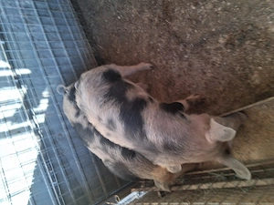 2 scrofite de vanzare  - imagine 4