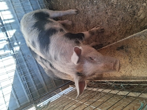 2 scrofite de vanzare  - imagine 2