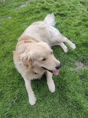 Merită să-l ai !!!...