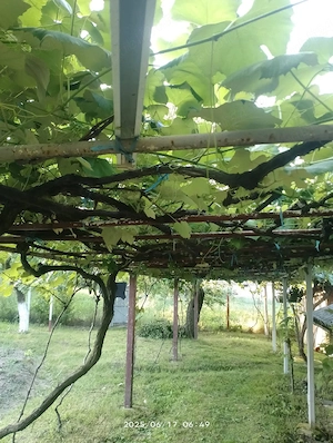 vand casa  - imagine 4