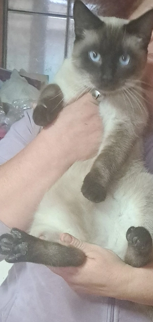 Motan siamez  de rasa 