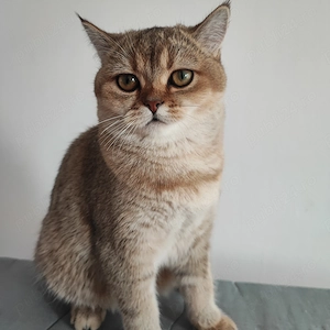 Pisici British shorthair  - imagine 3