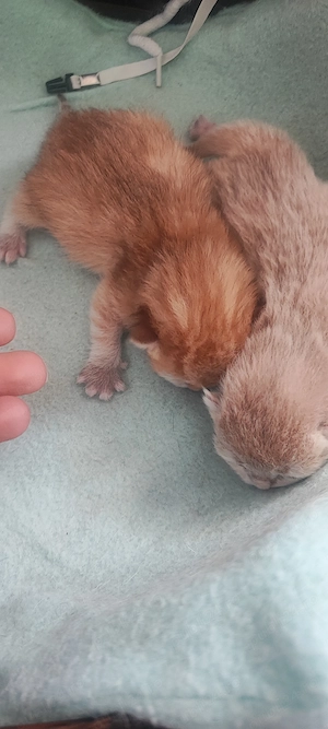 Pisici British shorthair  - imagine 2