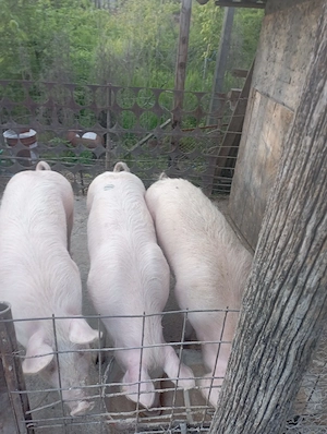 se vinde 2 din 4  - imagine 2