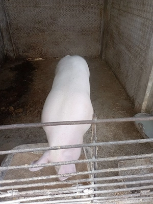 se vinde 2 din 4  - imagine 3