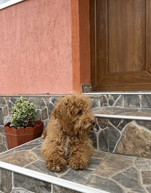 Vând cățeluș Pudel red 