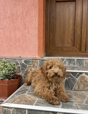 Vând cățeluș Pudel red 