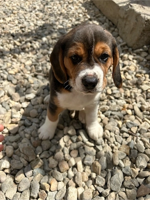 pui beagle tricolor