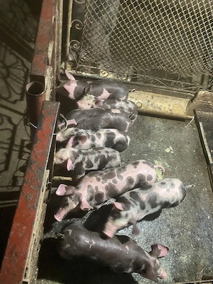 vind purcei 7 saptamini pietrain belgian  