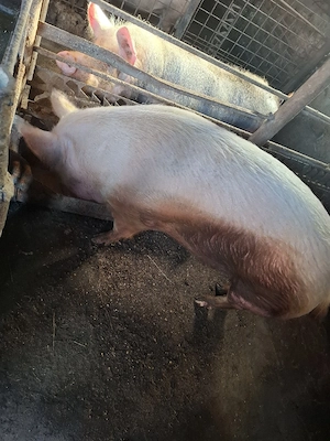 porci de vinzare. - imagine 4