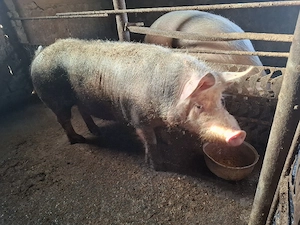 porci de vinzare. - imagine 2