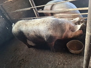 porci de vinzare.