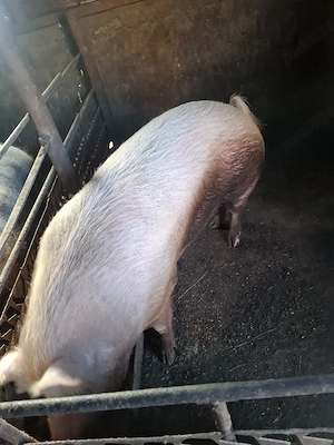 porci de vinzare. - imagine 3