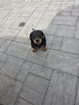 Catei rasa Teckel! - imagine 4