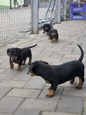 Catei rasa Teckel! - imagine 3