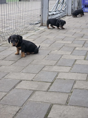 Catei rasa Teckel! - imagine 2