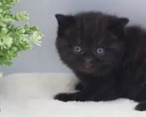 scottish si british black