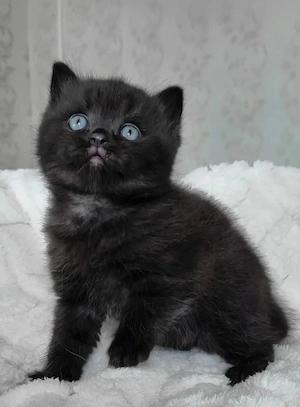 scottish si british black - imagine 2