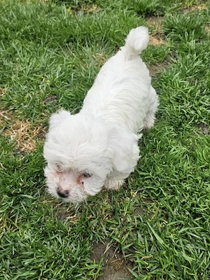 Vând pui Bichon  - imagine 5