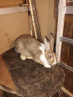 iepuri hycole francez femela  - imagine 5