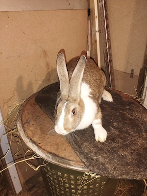 iepuri hycole francez femela  - imagine 3