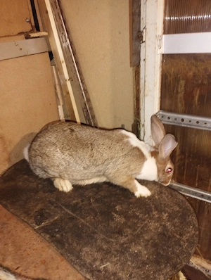 iepuri hycole francez femela 