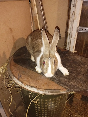 iepuri hycole francez femela  - imagine 4