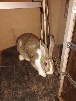 iepuri hycole francez femela  - imagine 2